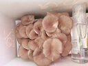 靚做平菇菌包菌種食用菌蘑菇盒子種植栽培菌包陽(yáng)臺趣味盒裝兒童禮物 平菇【禮盒款-1個(gè)裝】 曬單實(shí)拍圖