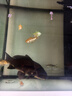 可麗愛(ài)Cleair可麗愛(ài)水族箱魚(yú)缸過(guò)濾棉濾材料白色過(guò)濾棉魚(yú)缸用濾棉 規(guī)格:57cm長(zhǎng)×28cm寬 曬單實(shí)拍圖