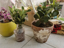 花翁沙漠玫瑰盆栽花卉綠植室內陽(yáng)臺盆景源頭直發(fā) 中苗（顏色隨機）2盆 曬單實(shí)拍圖
