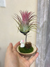 開(kāi)時(shí)果 空氣鳳梨無(wú)土綠植物創(chuàng  )意盆栽 禮品禮物空鳳好養擺件源頭直發(fā)包郵 紅精靈+小兔底托 曬單實(shí)拍圖