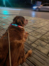 麥富迪狗糧 藻趣兒狗糧成犬糧牛肉螺旋藻 均衡營(yíng)養15kg/30斤 曬單實(shí)拍圖