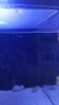 興國海（Singoseafarm）四驅車(chē)蝦虎 蟹眼蝦虎 活體海水魚(yú)翻砂沙鉆石哨兵 快遞包活興國海 四驅車(chē)蝦虎3-5cm 曬單實(shí)拍圖
