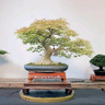 福東海 當(dāng)歸片80克罐裝  岷縣農(nóng)家 湯料非土當(dāng)歸切片搭配黃芪紅枸杞 曬單實拍圖
