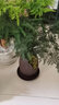 臨雅文竹盆栽造景云竹植物室內(nèi)綠植源頭直發(fā)包郵 缺口+苔蘚+紫砂托 曬單實拍圖