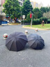 左都（ZUODU）全自動(dòng)雨傘超大號加固加厚結實(shí)防風(fēng)京東自營(yíng)加大傘雙人傘特大雨傘 曬單實(shí)拍圖