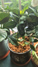 意軒 【帶花苞】陽(yáng)臺室內盆栽花卉梔子花樹(shù)苗大葉綠植四季開(kāi)花枝子花 2年苗【帶花苞】 不含盆 曬單實(shí)拍圖