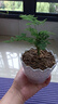 文竹盆栽綠植花卉盆景植物室內客廳水培文松云竹文竹大苗四季常青 文竹【1顆】原盆原土球發(fā)貨 高度15-25cm 曬單實(shí)拍圖