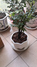 御春閣小葉紫檀樹(shù)苗黑骨茶室內陽(yáng)臺盆栽花卉綠植耐寒四季常青微景觀(guān)樁形 大號5根一盆30厘米高左右 曬單實(shí)拍圖