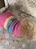 MIKI PAD狗狗衣服春秋條紋針織背心貓咪衣服寵物小型犬透氣比熊泰迪雪納瑞 彩虹條紋毛衣 L 胸圍43cm(參考體重10-15斤) 曬單實拍圖