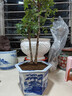 美樂(lè )棵 通用營(yíng)養土養花花肥種植土花土肥料種菜土盆栽綠植專(zhuān)用土壤8L 曬單實(shí)拍圖