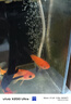 森森魚(yú)缸增氧泵水族箱氧氣泵LQE-100家用小型充氧泵4W單孔+全套配件 曬單實(shí)拍圖