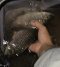 達億瓦（DAIWA）25新款深海船釣快抽鐵板竿海釣桿章紅金槍魚(yú)竿近海泛用竿十大品牌 1.63m 54B-4（1.63m獨節槍柄） 曬單實(shí)拍圖
