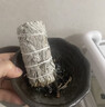 寶泰祥白鼠尾草美國加州進(jìn)口熏香天然植物凈化空氣凈宅水晶消磁提升能量 白鼠尾草（4寸約30g/捆）-凈宅消磁【5捆裝】 曬單實(shí)拍圖