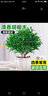 臨雅 正宗清香胡椒木盆栽辦公室內客廳綠植物盆景桌面好養驅蚊草擺件 胡椒木大苗-花瓣盆+肥料+陶粒 曬單實(shí)拍圖