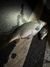老鬼（OLDGHOST）老鬼魚餌料野釣套餐配方黑坑螺鯉2號3號1號#三合一天下鯽鯉釣湖庫 螺鯉2號濃腥340克 曬單實(shí)拍圖