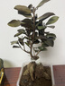 盆栽  榕樹(shù)  四季常青耐寒榕樹(shù)造型樹(shù)樁盆景苗室內植物人參榕小葉榕樹(shù)盆栽綠植 小人參榕15-20厘米含簡(jiǎn)易盆 不含盆 曬單實(shí)拍圖
