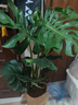 愛(ài)優(yōu)尚龜背竹盆栽客廳室內辦公室綠植客廳大盆栽?xún)艋諝馕兹┰搭^直發(fā) 曬單實(shí)拍圖