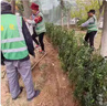 圍墻籬笆植物大葉北海道黃楊苗冬青樹(shù)苗四季常青耐寒庭院綠籬樹(shù)苗 北海道冬青1.5米左右高【10顆】 曬單實(shí)拍圖