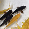 錦鯉魚(yú)活魚(yú)冷水魚(yú)觀(guān)賞魚(yú)淡水魚(yú)苗好養耐活魚(yú)黃金龍鳳黑金錦鯉大魚(yú) 10-12cm黑金錦鯉2條 曬單實(shí)拍圖