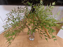 臨雅水培植物九里香盆栽桌面驅蚊綠植室內茉莉鮮花水養花卉懶人四季開(kāi) 【A級大冠幅】南天竹60-80cm【買(mǎi)一送一】 曬單實(shí)拍圖