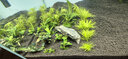 創(chuàng  )寧魚(yú)缸水族箱過(guò)濾器 外置過(guò)濾桶凈化器 養魚(yú)草缸過(guò)濾器 小型魚(yú)缸過(guò)  10L（裸桶版，無(wú)配件）適合60-100cm魚(yú)缸 曬單實(shí)拍圖