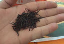 紅茶特級(jí)養(yǎng)胃自己喝2025新茶胖東來正宗武夷特香耐泡紅茶罐裝批發(fā) 特級(jí)小種紅茶罐裝250·g 新茶花香紅茶 88 曬單實(shí)拍圖