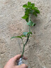 黃金百香果苗欽蜜九號嫁接苗純甜不酸南北方種植當年結果耐寒凍死 純甜欽蜜九號嫁接百香果苗 二棵 曬單實(shí)拍圖