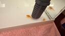 卡奇魚(yú)鼠魚(yú) 底棲魚(yú)清缸除藻 清潔魚(yú)工具魚(yú) 觀(guān)賞魚(yú) 熱帶魚(yú)金苔鼠黃金胡子 黃金胡子3條（2-3cm） 曬單實(shí)拍圖