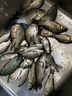 速聚達蟬蛹粉釣魚(yú)餌料腥味添加劑鯽魚(yú)鯉魚(yú)草魚(yú)鳊魚(yú)羅非魚(yú)餌料 蠶蛹粉 500克 曬單實(shí)拍圖