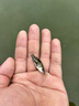 鱖魚(yú)苗桂花魚(yú)苗淡水養殖食用翹嘴鱖大眼鱖斑鱖魚(yú)肉食活體紅紋鱖魚(yú) 鱖魚(yú)苗3-4厘米50條送10%防損 曬單實(shí)拍圖