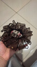 Royal sasa皇家莎莎頭飾發(fā)圈皮筋蕾絲發(fā)飾扎頭發(fā)頭繩女高級感手工盤(pán)發(fā)頭花 曬單實(shí)拍圖