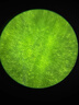 科學(xué)罐頭（Science  can）顯微鏡兒童生日禮物學(xué)生便攜式男女孩益智玩具戶外禮盒裝可連手機(jī) 曬單實(shí)拍圖