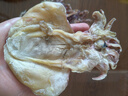 小海故事 淡干大號墨魚(yú)干凈含量1斤約10-15只/袋 源頭直發(fā)烏賊干貨煲湯 曬單實(shí)拍圖