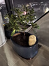 御春閣小葉紫檀樹(shù)苗黑骨茶室內陽(yáng)臺盆栽花卉綠植耐寒四季常青微景觀(guān)樁形 大號5根一盆30厘米高左右 曬單實(shí)拍圖