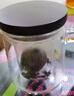 憶壺茶玻璃泡茶杯茶水分離耐高溫辦公室茶具三件套一人用泡茶神器 曬單實拍圖