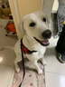 阿拉丁神獸狗繩牽引繩狗狗胸背帶背心式狗鏈遛狗大型犬拉布拉多邊牧金毛小狗 防爆沖胸背帶+牽狗繩【黑色】 XL碼【建議60-100斤】 曬單實拍圖