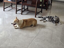 網(wǎng)易嚴選犬糧全價(jià)凍干三拼雞肉狗糧幼犬成犬小型中大型犬10kg【寵物金選】 曬單實(shí)拍圖
