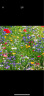 寿禾 花种子太阳花格桑花向日葵凤仙花四季种花海组合 10种花种子套餐 实拍图