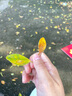 庫(kù)恩瑪維（KUHNMARVIN）復(fù)古文藝范雙排扣襯衫2025年早春新款小眾獨(dú)特別致上衣K36968 薄霧黃 S 曬單實(shí)拍圖