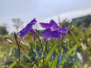 MECORIGHT美高手機濾鏡套裝鏡頭夾子支架適用蘋果華為小米ND減光鏡CPL偏振鏡星光鏡黑柔近攝鏡拍照攝影專用 高清微距近攝鏡+8倍（送手機夾）—拍花鳥草蟲 52mm 曬單實拍圖