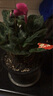 意軒大苗仙客來(lái)盆栽室內花卉 兔子花 花苗兔耳花蘿卜海棠帶盆帶花帶土 仙客來(lái)玫紅色 曬單實(shí)拍圖