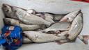 釣研社路亞YGK進(jìn)口PE線(xiàn)8編遠投大力馬線(xiàn)釣魚(yú)線(xiàn)路亞線(xiàn)順滑耐磨主線(xiàn)綠色五彩 20款 UPGRADE 8編 綠色150米 1.5號 曬單實(shí)拍圖