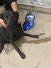 LEGENDSANDY藍氏狗糧真鮮乳鴿中小型犬泰迪比熊生骨肉凍干鮮肉犬糧1.5kg3斤 曬單實(shí)拍圖
