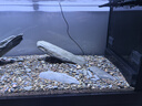 森森（SUNSUN）2025新品魚(yú)缸水族箱溪流缸底過(guò)濾超白玻璃南美原生缸生態(tài)魚(yú)缸 紳士灰(燈架款)雨淋式升級(jí)底濾 靠墻款長(zhǎng)99*寬48*缸高40/柜高85cm 曬單實(shí)拍圖
