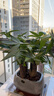 聽(tīng)雪樓三桿發(fā)財樹(shù)盆栽桌面綠植擺件室內辦公室客廳植物新房花卉 三桿發(fā)財樹(shù)+灰釉四方陶瓷盆 含（吊牌+陶粒） 曬單實(shí)拍圖