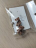 耳夾耳釘可愛(ài)植絨蝴蝶結小熊日韓少女耳環(huán)秋冬百搭網(wǎng)紅毛絨耳飾品88 卡其色小熊耳夾款 曬單實(shí)拍圖