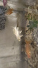 瘋狂水草曼龍魚(yú)活體淡水熱帶觀(guān)賞魚(yú)冷水耐活水族寵物小型魚(yú)苗魚(yú)缸除藻 【5-7cm】雙曼龍+五彩麗+血麗麗 曬單實(shí)拍圖