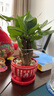綠有意發(fā)財樹(shù)盆栽招財室內客廳盆景綠植辦公室內桌擺花卉植物粗桿搖錢(qián)樹(shù) 三桿發(fā)財樹(shù)（紅福陶瓷）+液 曬單實(shí)拍圖