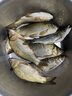 沃鼎王者神劍三代魚(yú)竿超輕綜合輕量大物竿鯽魚(yú)竿釣魚(yú)竿魚(yú)桿手竿臺釣竿 4.5m 【超凡手感 至輕至韌】4.5H 曬單實(shí)拍圖