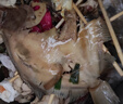 賣(mài)魚(yú)七郎 多寶魚(yú)凈重2.1斤共3條裝 海捕鮮活冷凍比目魚(yú)鰈魚(yú) 生鮮水產(chǎn)魚(yú)類(lèi) 曬單實(shí)拍圖